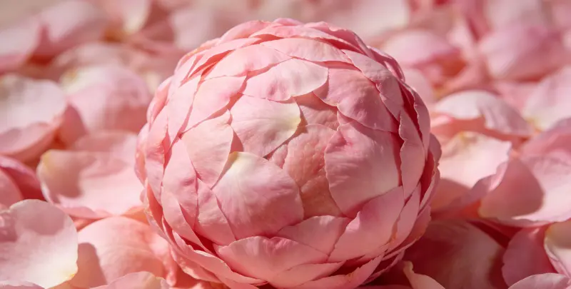 BRCA1/2乳腺癌卵巢癌基因检测图2